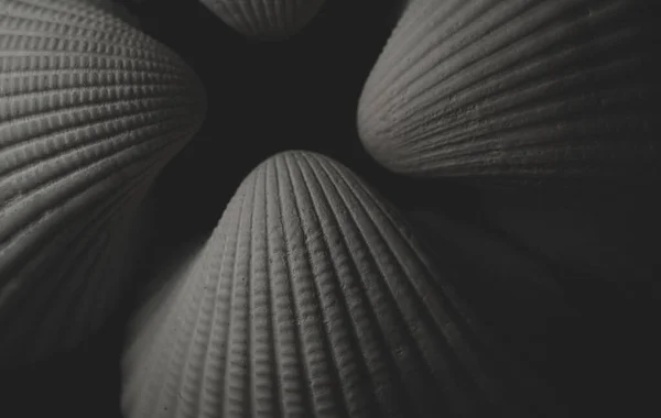 白い貝殻マクロを閉じる 選択的焦点 — ストック写真
