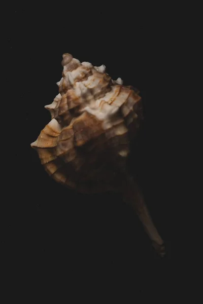 Bolinus Brandaris Seashell Makro Nära Håll Selektivt Fokus — Stockfoto