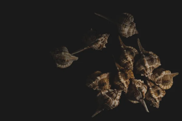 ボリナスブランドのシーシェルマクロを閉じる 選択的なフォーカス — ストック写真