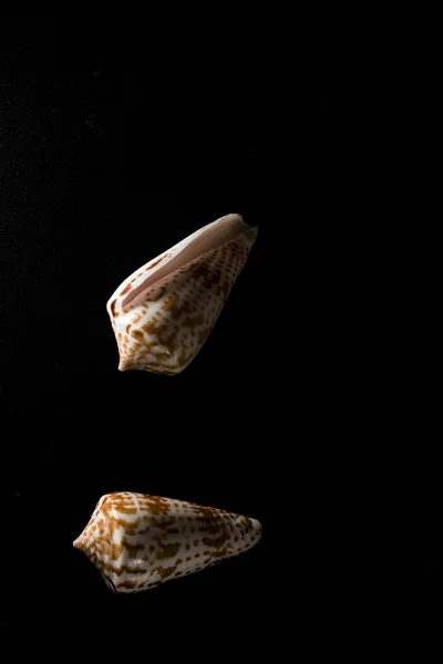 Cono Shell Macro Cerca Enfoque Selectivo —  Fotos de Stock