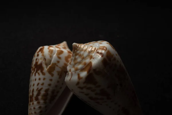 Cone Shell Makro Nära Håll Selektivt Fokus — Stockfoto