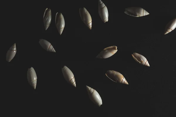 Liten Snigel Snäcka Makro Närbild Selektivt Fokus — Stockfoto