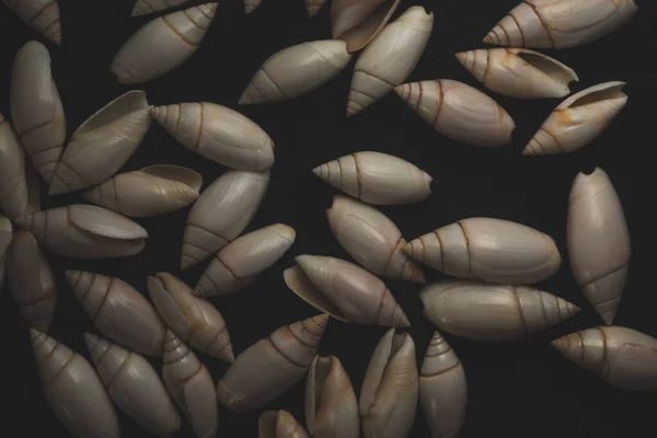 Small Snail Seashell Macro Close Selective Focus — Stock Photo, Image