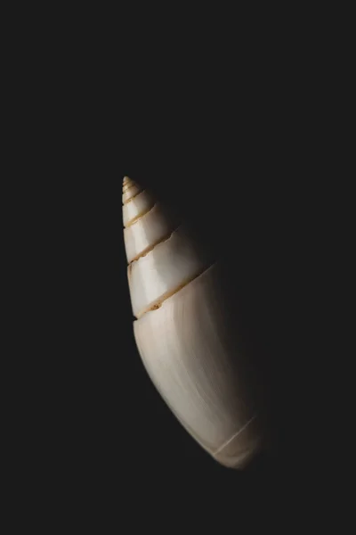 Small Snail Seashell Macro Close Selective Focus — Stock Photo, Image