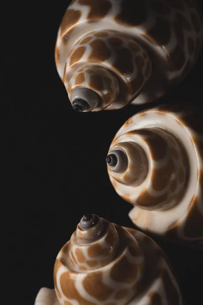 Babylon Snail Shell Makro Nära Håll Selektivt Fokus — Stockfoto