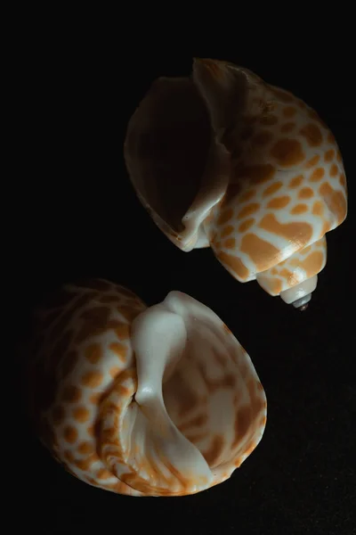 Babylon Snail Shell Makro Nära Håll Selektivt Fokus — Stockfoto