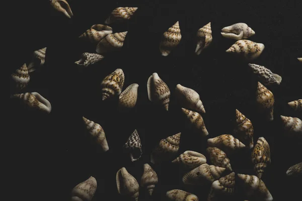Nassa Gastropods Shells Macro Close Foco Seletivo — Fotografia de Stock