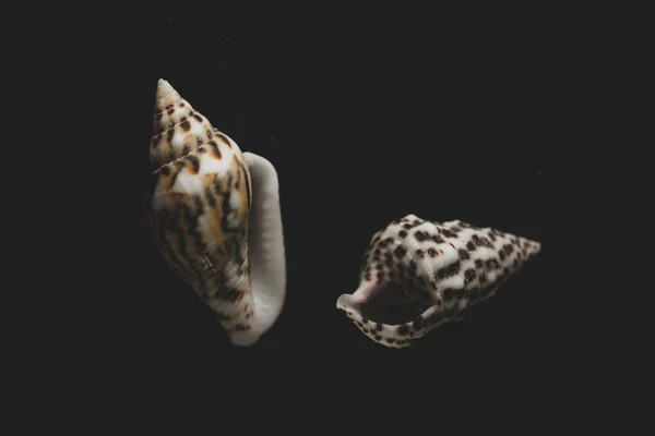 Nassa Gastropods Shells Macro Close Selective Focus — Stock Photo, Image