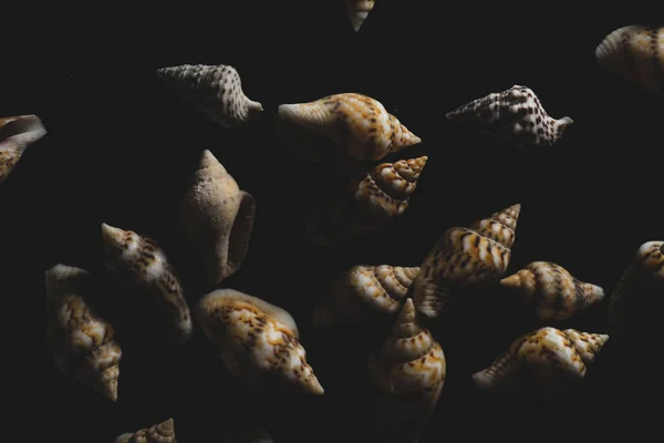 Nassa Gastropods Shells Macro Close Foco Seletivo — Fotografia de Stock