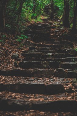 Orman güzel renklerde doğal vulkanik merdivenler.