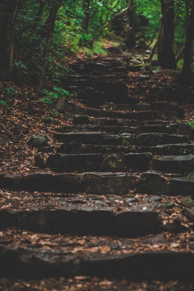 Orman güzel renklerde doğal vulkanik merdivenler.