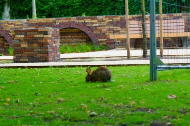 bir tavşan bir çim alanda otlatma