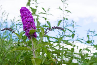 yaz güneşinde açan pembe çiçekler