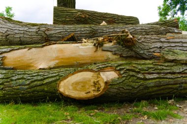 şehirde kesilen günlükler yığını