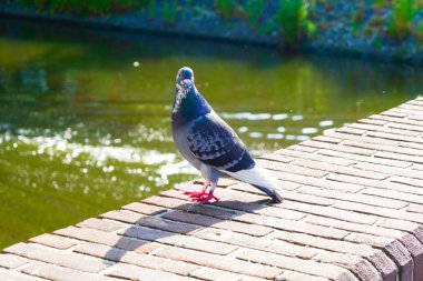 arka planda kanal ile Amsterdam kentinde güvercin