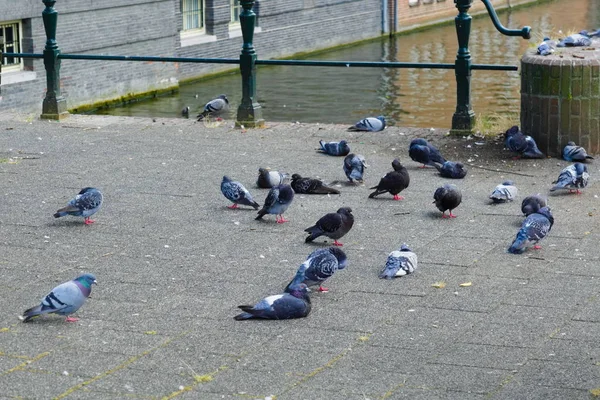 Gołębie w mieście Amsterdam biorąc drzemkę w słońcu — Zdjęcie stockowe