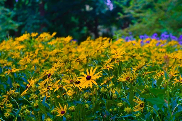Jardín del parque con hermosas flores amarillas floreciendo en el sol de verano — Foto de Stock