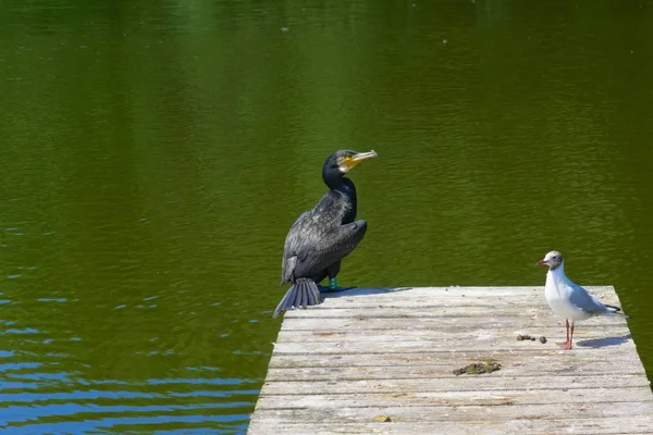 Seltener Vogel in Innenstadt Amsterdams gesichtet Teil des Tierschutzprogramms von Holland — Stockfoto