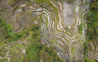 Tegallalang Rice Terrace havai havadan görünümü. Ubud Bali - In