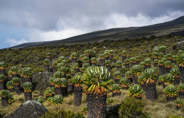 Óriás groundsel (Dendrosenecio Kilimanjari) Kilimandzsárónál Natio — Stock Fotó