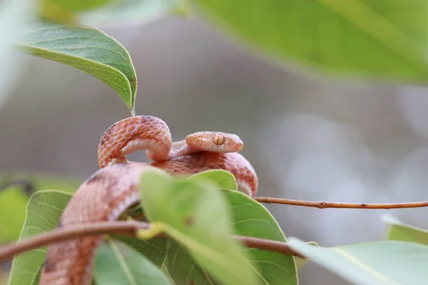 Serpiente Roja Arbusto Tanzania —  Fotos de Stock