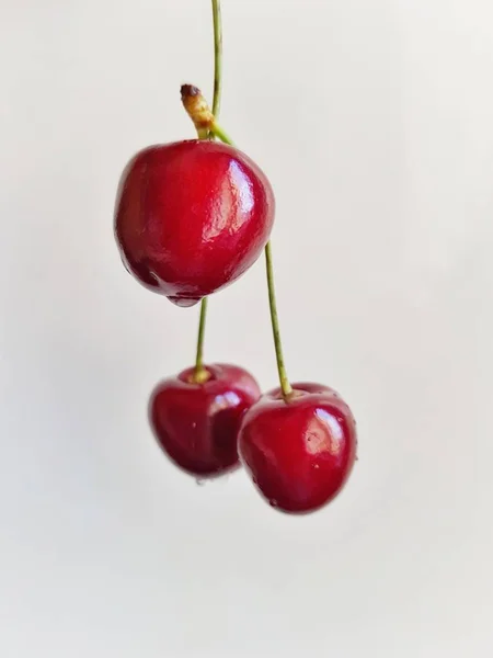 Beyaz arka planda sprigs ile üç tatlı kiraz. Bir dal üzerinde olgun kiraz berry.