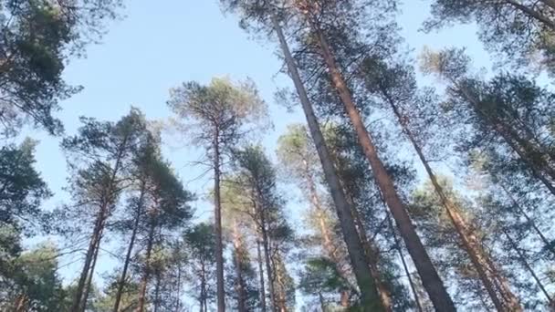 Hoge pijnbomen in het zonnige bos — Stockvideo