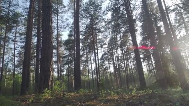 Altos pinos en bosque soleado — Vídeos de Stock