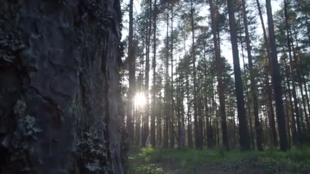 Pinheiros altos na floresta ensolarada — Vídeo de Stock