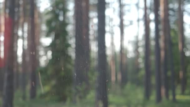 Spiderweb en el bosque — Vídeos de Stock