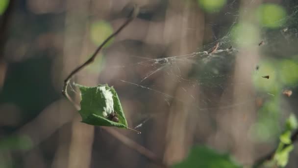 Araignée sur la toile dans le vent — Video