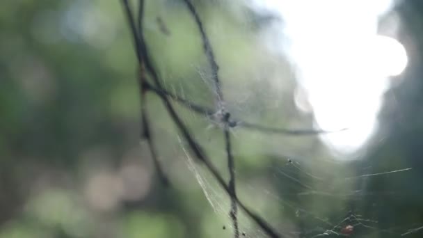 Spinne im Netz im Wind — Stockvideo