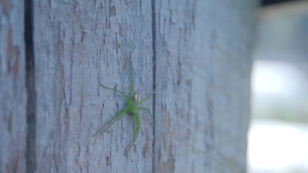 Araña verde sobre tabla de madera — Vídeo de stock