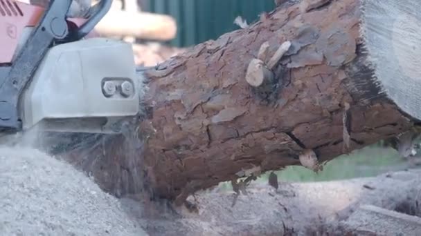 Человек пилит дрова бензопилой — стоковое видео