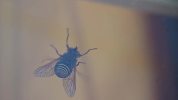 Horsefly przeszukuje okno — Wideo stockowe