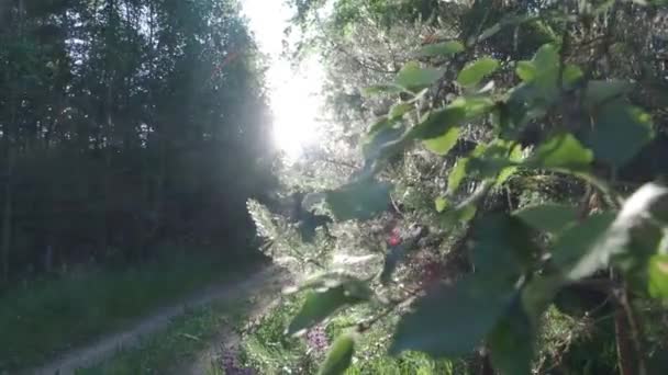 La luz del sol viene a través de las hojas — Vídeo de stock
