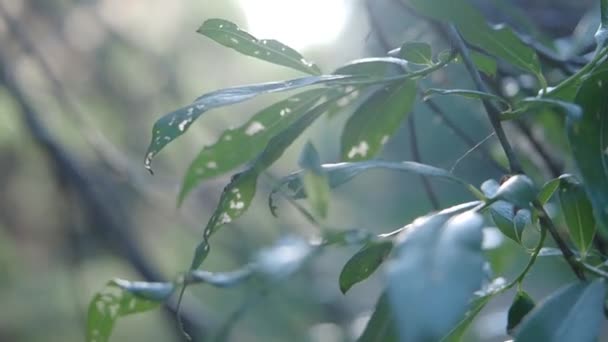 Willow leaves at sunny day — Stock Video