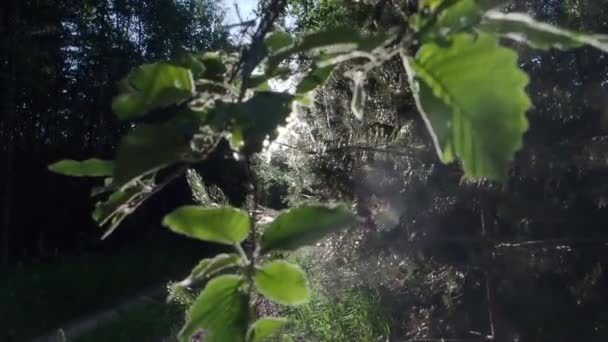 A luz solar vem através das folhas — Vídeo de Stock