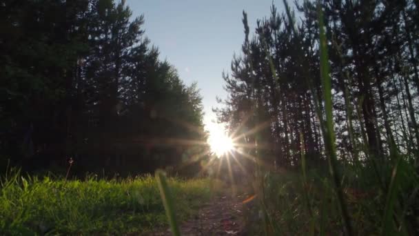 La luz del sol viene a través de las hojas al atardecer — Vídeo de stock