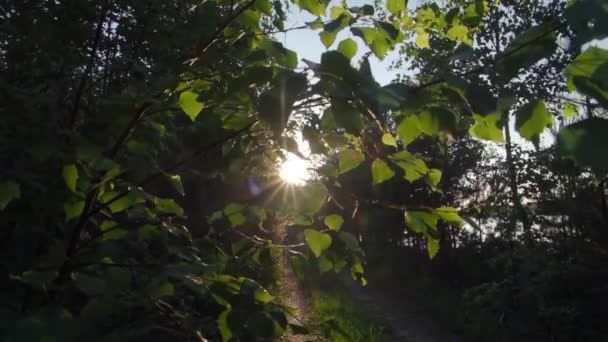 Zonlicht komt doorbladeren bij zonsondergang — Stockvideo