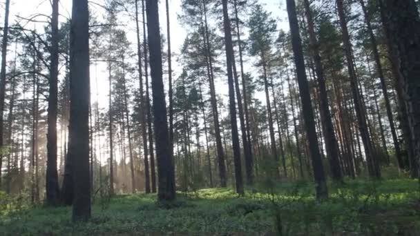 Altos pinos en bosque soleado — Vídeos de Stock