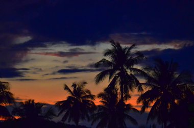 Malezya'da gün batımında palmiye ağaçları
