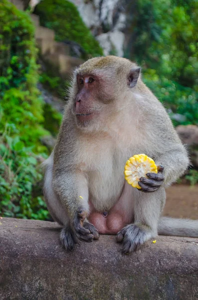 Retrato de macaco — Fotografia de Stock