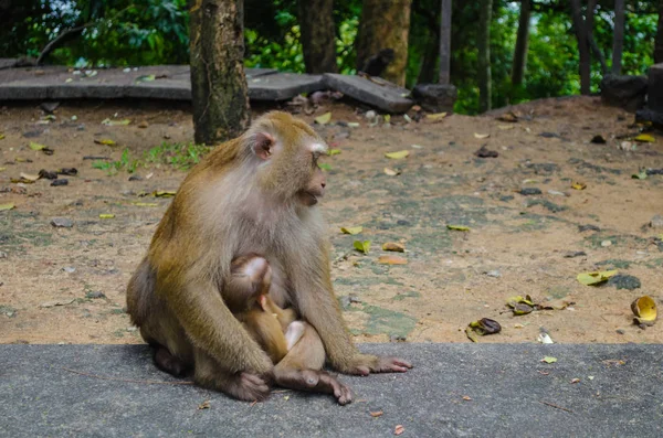 Scimmia con bambino — Foto Stock