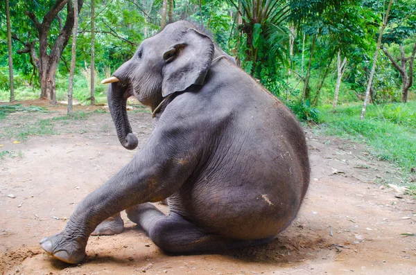 Elefante treinado Ásia — Fotografia de Stock