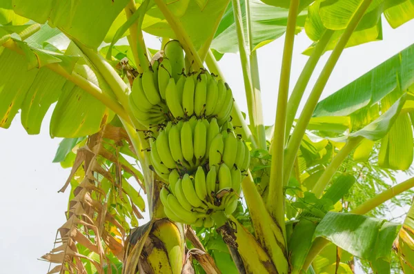 Palme mit Bananen Stockbild