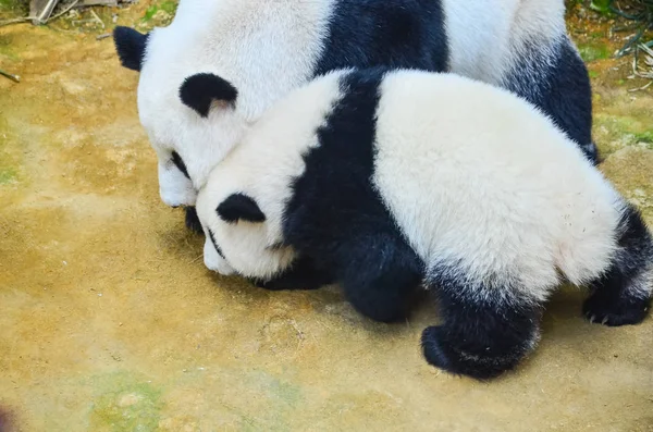 Panda. — Foto de Stock