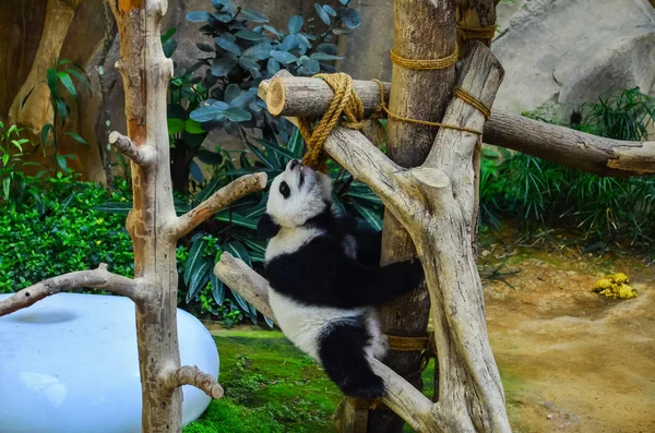 küçük panda