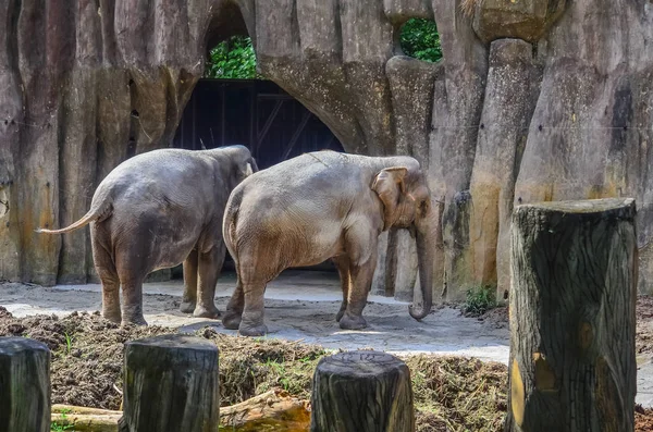 Elephants in the zoo — Stock Photo, Image