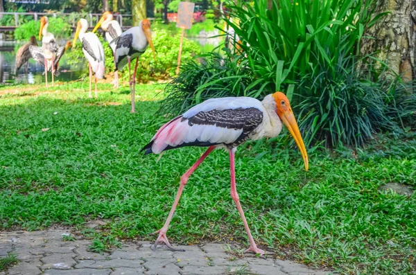 Heron in the zoo — Stock Photo, Image